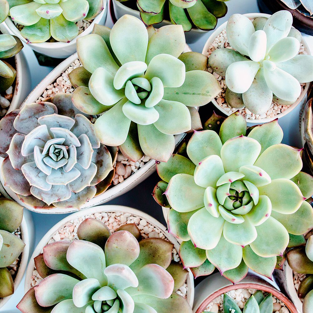 Lush Succulant