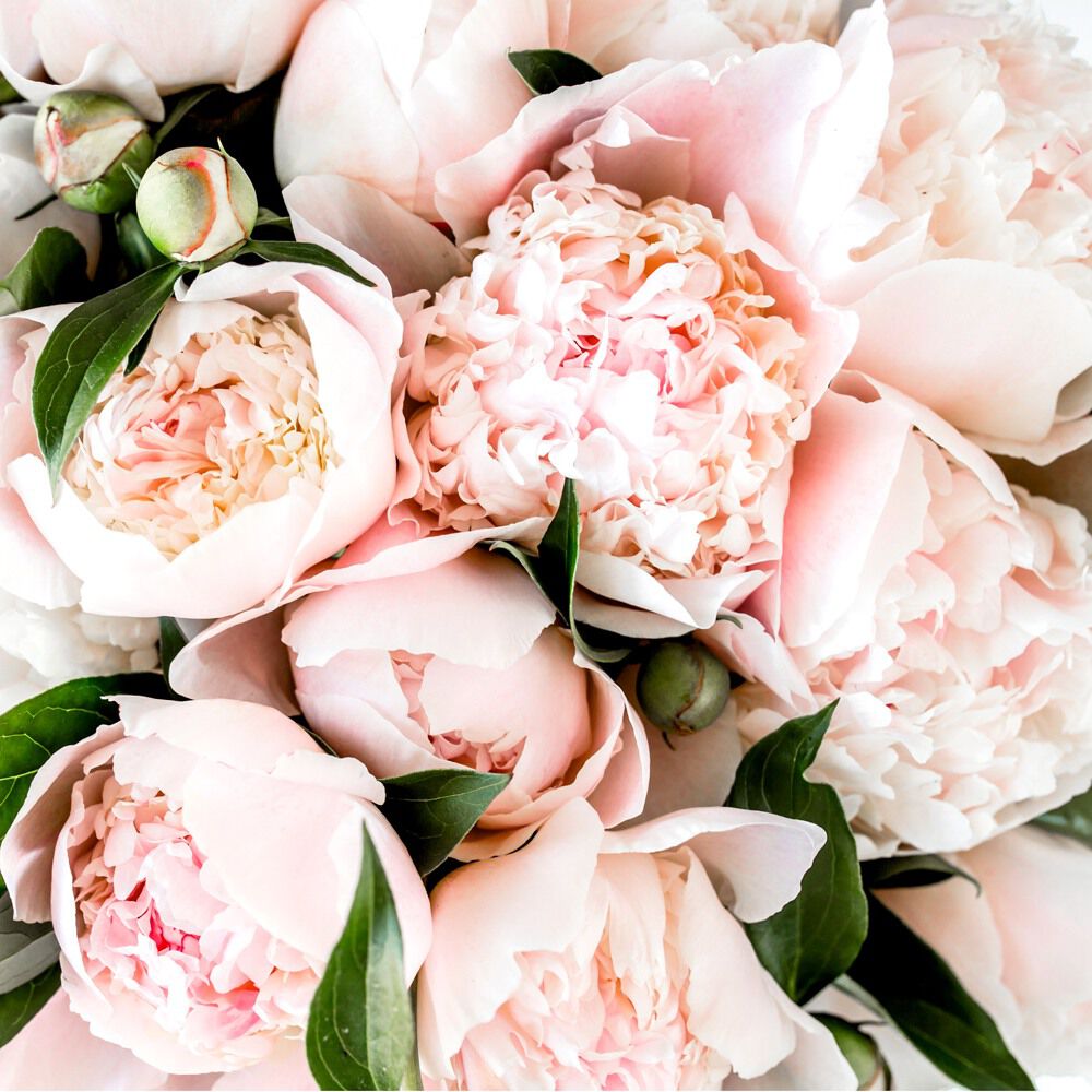 Pink Peony