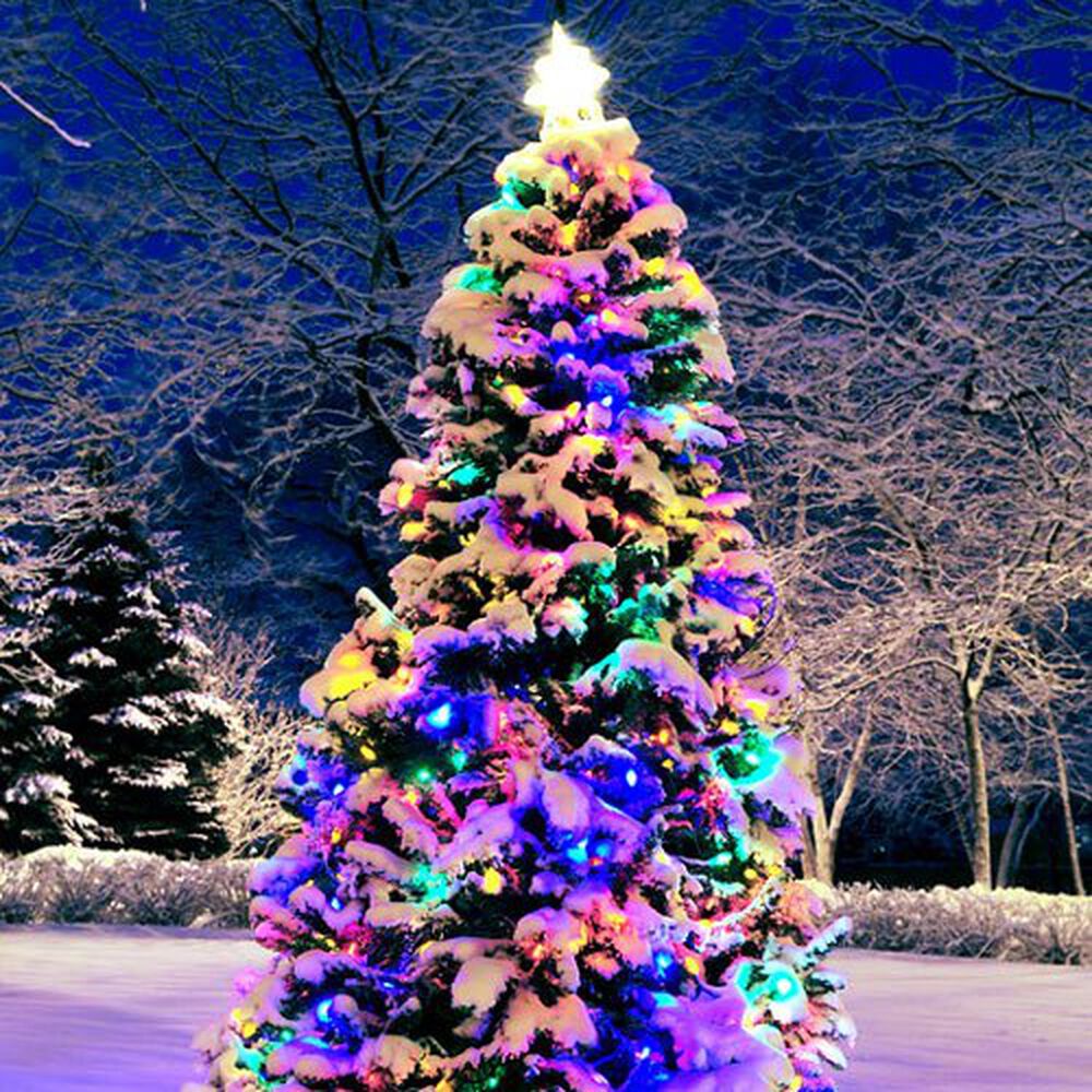 Christmas Forest