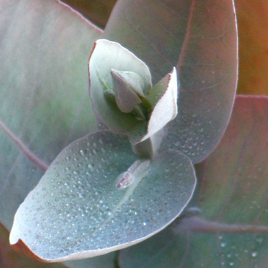 Eucalyptus