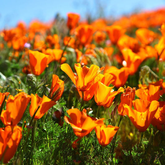 Sunshine Poppies