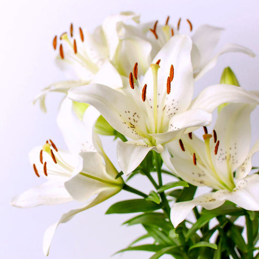 White Lily Aloe