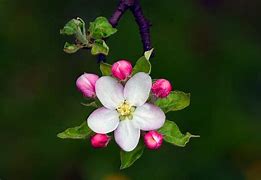 Apple Blossom