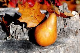 Autumn Pear