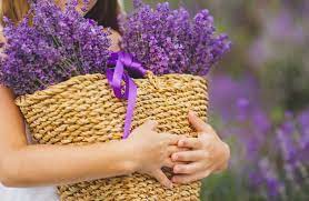 Lavender Bloom