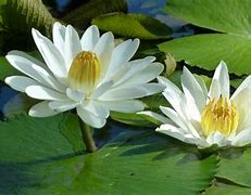 Sea Lily and Lime