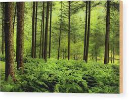 Verdant Woods