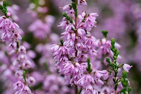 Wild Heather and Thyme